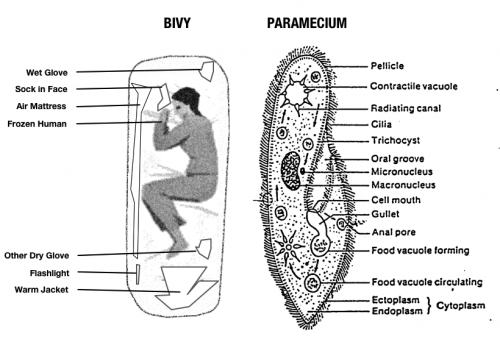 bivy-paramecium